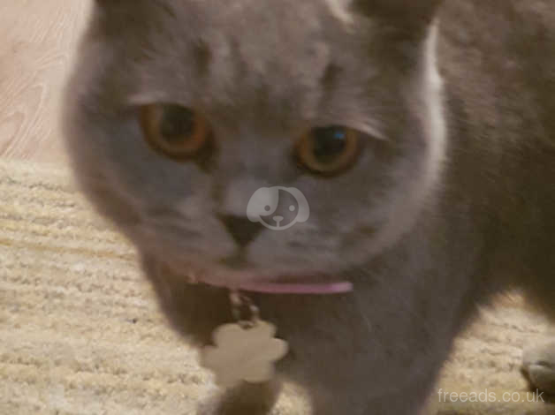 Blue British Shorthair Female In Burnley Bb10 On Freeads