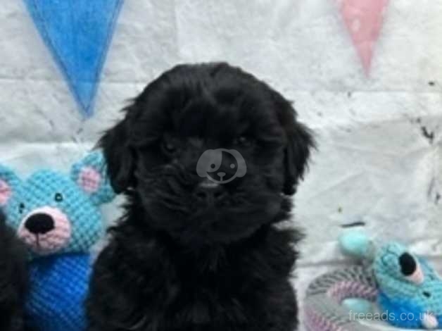 Lhasa apso hotsell x toy poodle