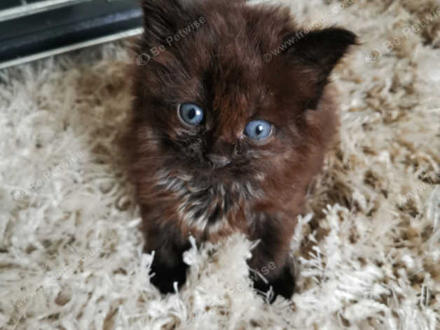 cinnamon ragdoll