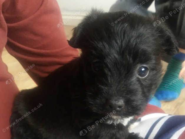 Patterdale poodle cross store puppies for sale