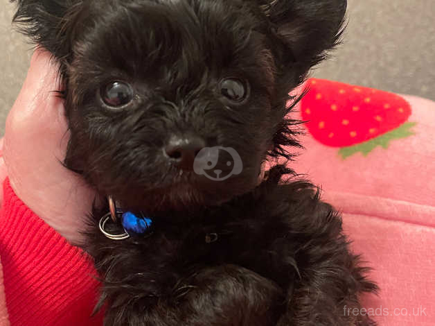 Teacup poodle mix with hot sale chihuahua