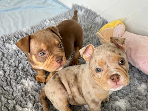 Micro hotsell pitbull puppies