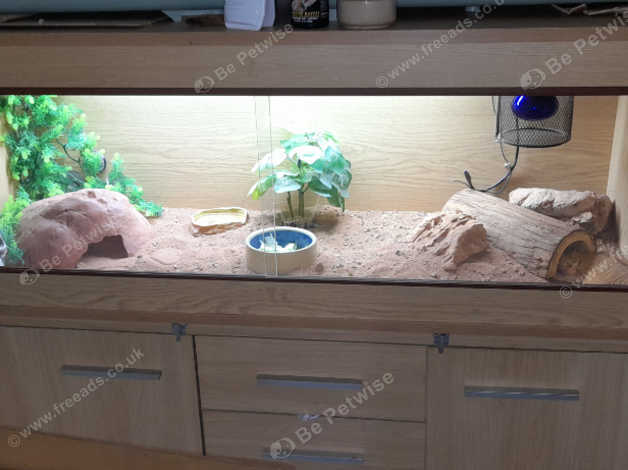 Bearded dragon vivarium on sale accessories