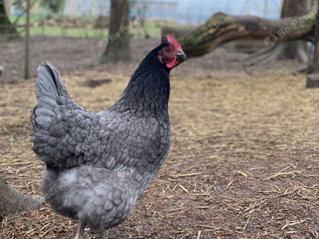 Bluebell Or Bluebelle, Point Of Lay Hens - Ready To Collect Now. in ...