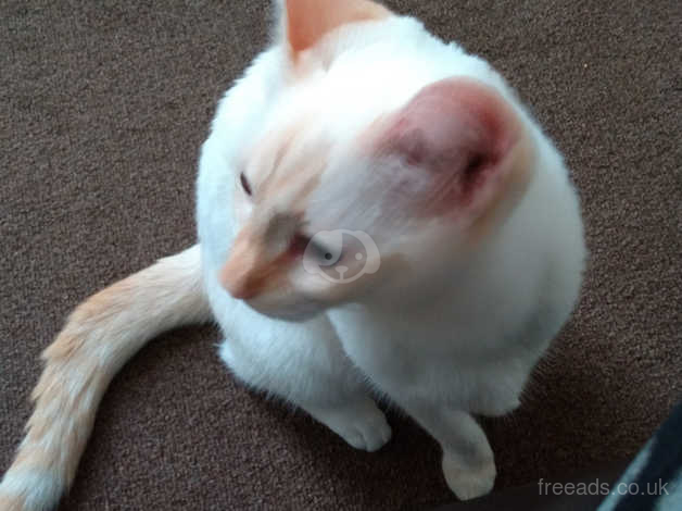 Siamese X Ragdoll Flame Point Female In Enfield En2 On Freeads