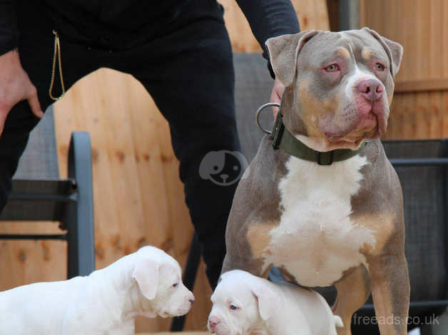 Tri best sale xl bully