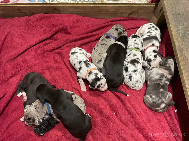 Merle great dane 2024 puppies for sale