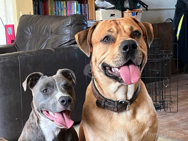 Cane corso x sales american staffy