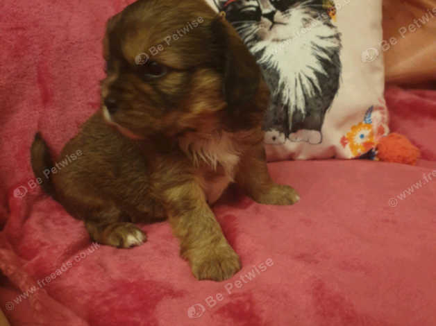 Tibalier puppies sale