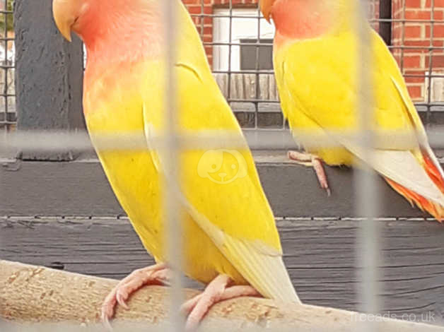 lutino peach faced lovebird