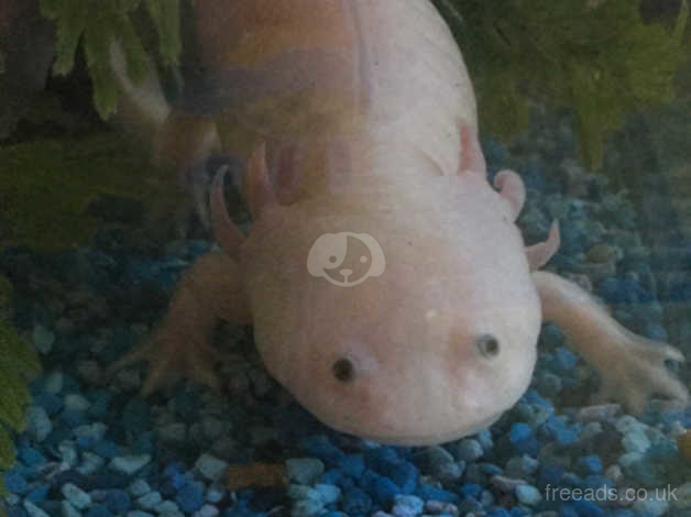 2 Axolotls In Lowestoft On Freeads Classifieds Frogs Amphibians Classifieds
