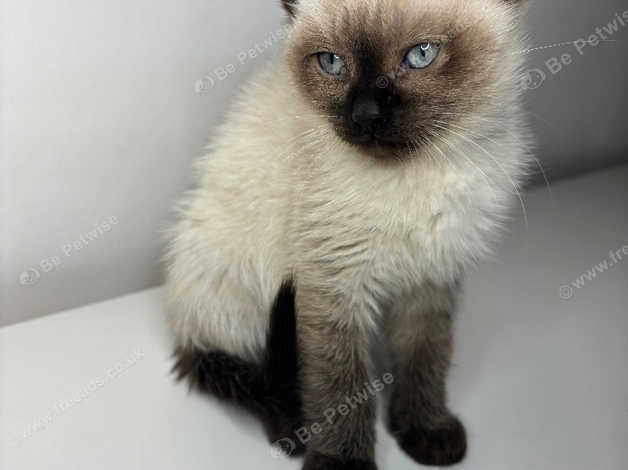 Bsh X Siamese Kittens In Oldham Ol3 On Freeads Classifieds Mixed Breed Classifieds 1173