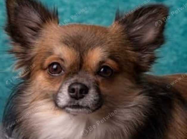 Wanted Looking For Long Haired Chihuahua Age Between 1 Year Old