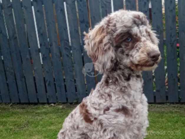 Merle 2024 poodle stud