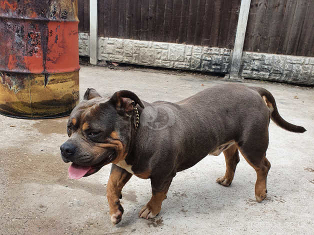 Blue Tri Pocket Bully Boy in Rotherham S62 on Freeads Classifieds -  American Bully classifieds