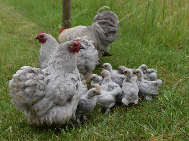 Cute Lavender Pekin Bantams Point Of Lay in Ashill on Freeads ...