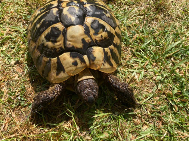 Very Large Mature Female Hermann Tortoise in Birmingham B16 on Freeads ...