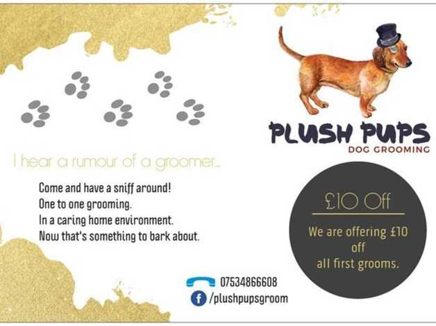 Plush pups pet sales grooming