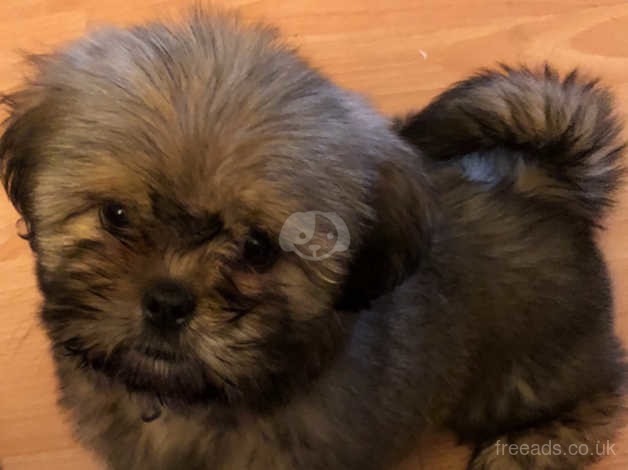 Shih Tzu Puppies In Liverpool On Freeads Classifieds Shih Tzus