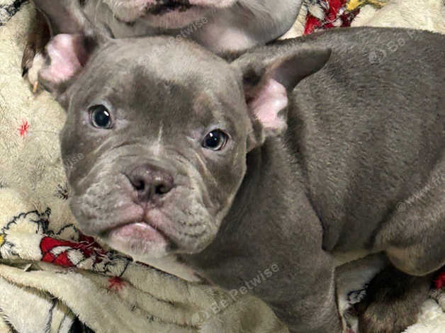 8 Week Old Pocket Bully