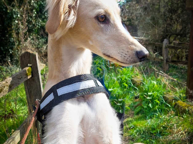 Saluki x discount greyhound for sale