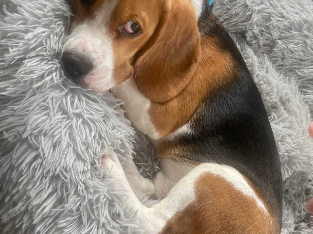 8 Month Old Male Beagle in Northampton NN4 on Freeads Classifieds ...