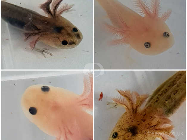 Baby Axolotls In Sevenoaks On Freeads Classifieds Frogs Amphibians Classifieds