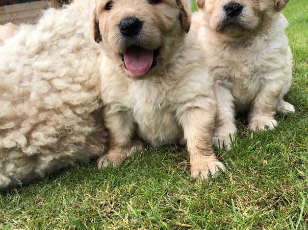 Goldendoodle puppies for store adoption near me