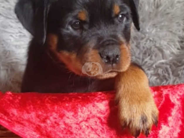 Red rottweiler best sale for sale