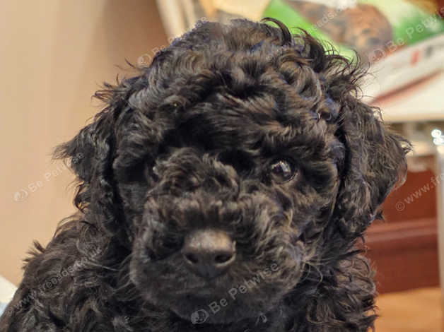 Black toy poodle for 2024 sale