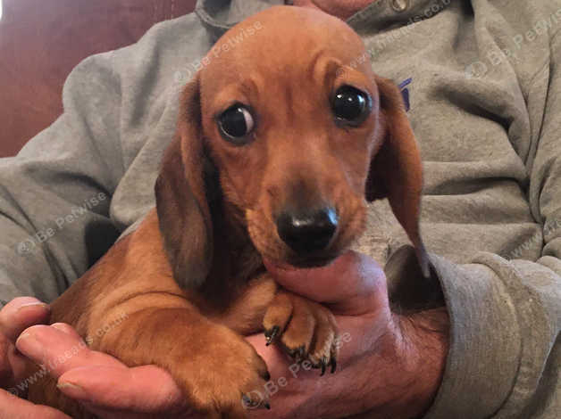 Affordable Miniature Smooth Haired Dachshund Pups In Llandysul