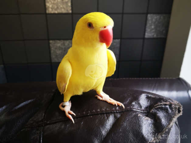 Bright Yellow Lutino Indian Ringneck Parrot Photo Block | Zazzle