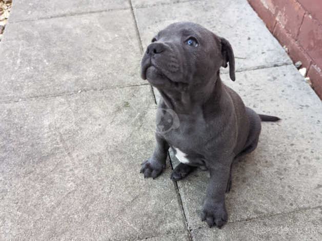 Kc registered staffordshire bull 2024 terrier