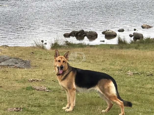 Straight back store german shepherd puppies