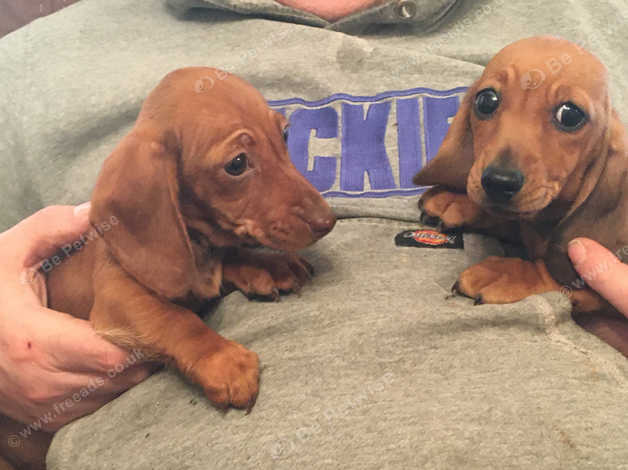 Lovely Affordable Miniature Smooth Haired Dachshunds In Llandysul