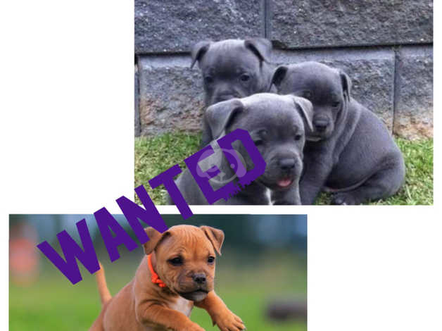 staffy puppies for sale yorkshire