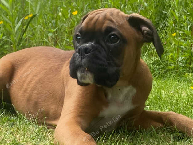 Kc registered boxer puppies best sale