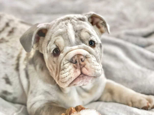 Merle english deals bulldog puppies