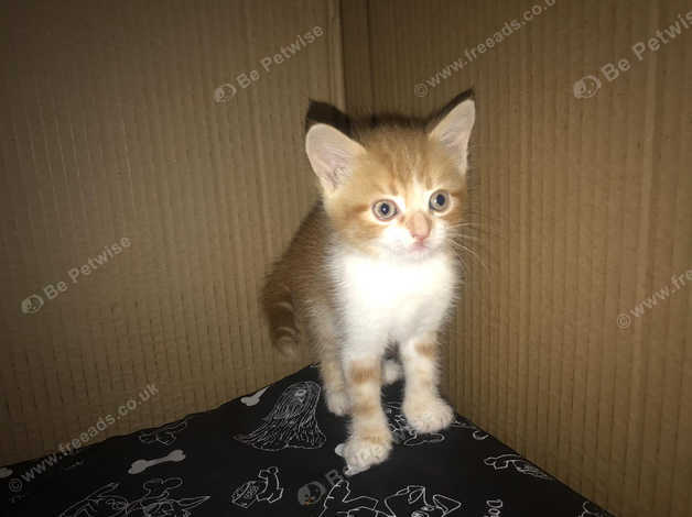 Kittens for sale in hot sale crawley