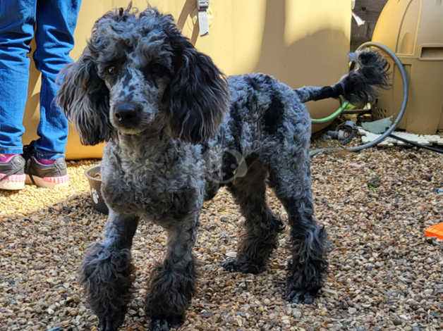 Blue clearance merle poodle