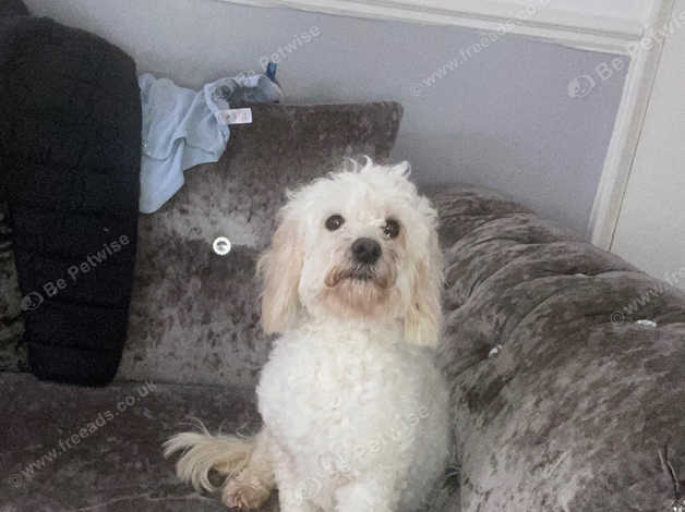 Jack Russell Cross Poodle in Gravesend DA12 on Freeads Classifieds ...