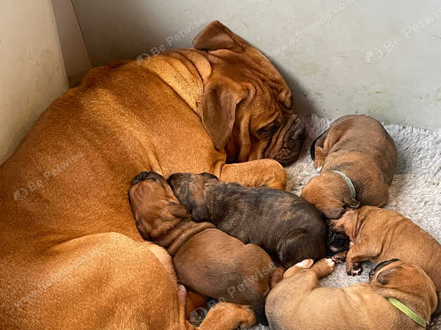 Boxer x store dogue de bordeaux