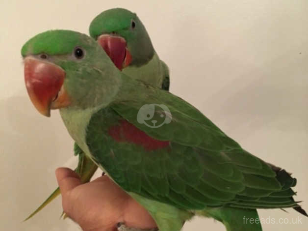 baby male alexandrine parrot