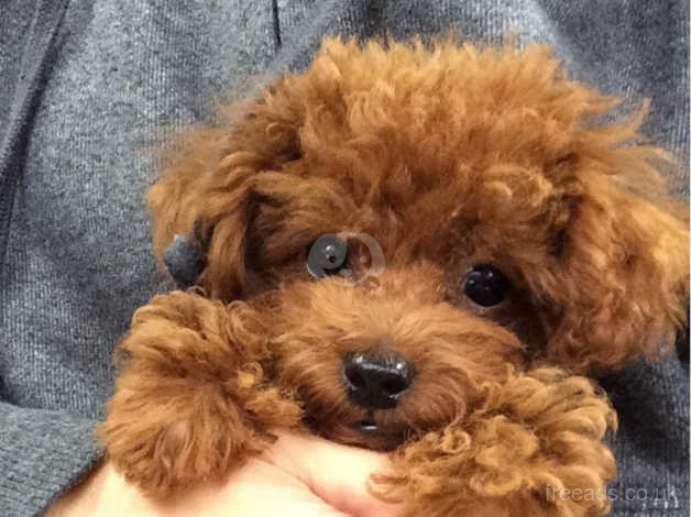 red toy poodle puppies