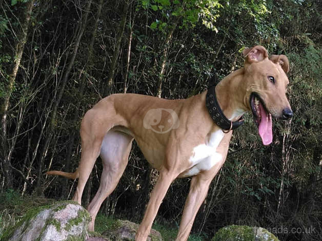 Collie bull greyhound for hot sale sale