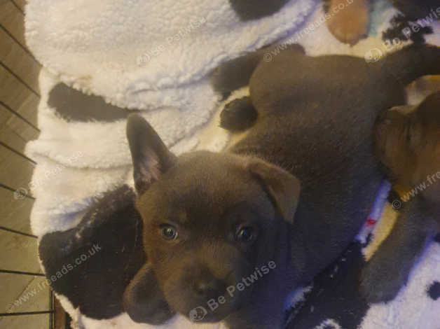 Pit chow store puppies for sale