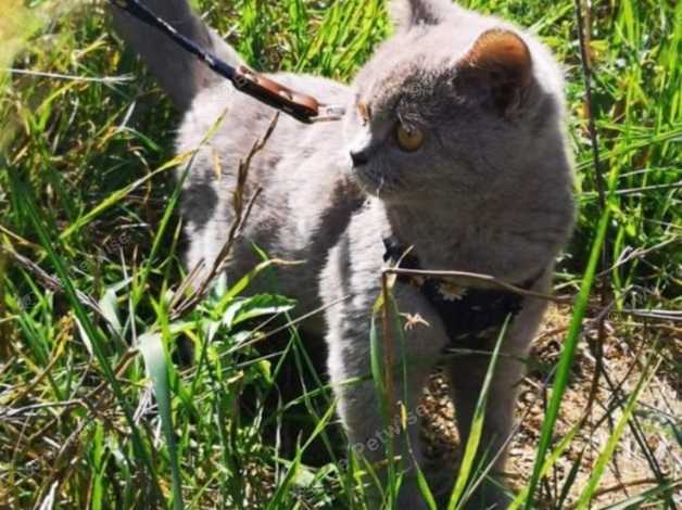 British Shorthair Lilac Female In Lowestoft Nr32 On Freeads