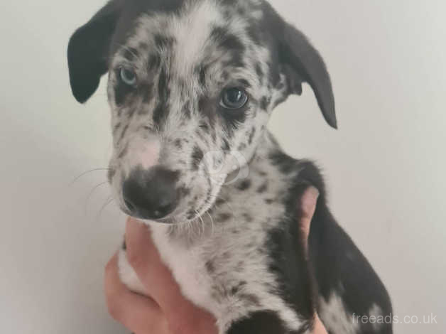 Saluki puppies cheap for sale