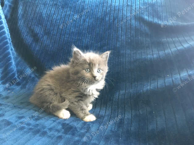 Beautiful Blue Long Haired Ragdoll X Kitten Ready 2nd July Deposit