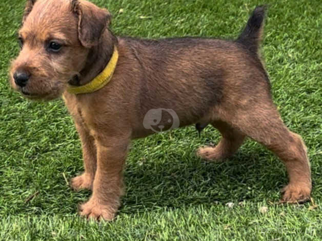 Red lakeland terrier store puppies